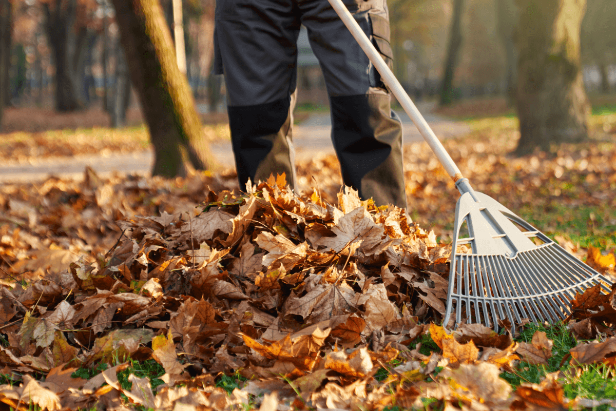 Leaf Removal in Simsbury example 3