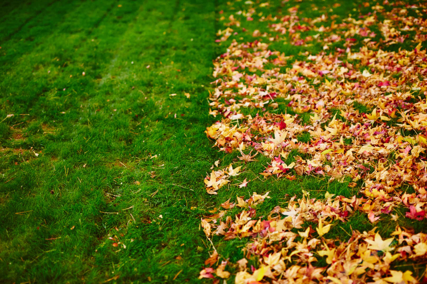 Leaf Removal in Simsbury example 6