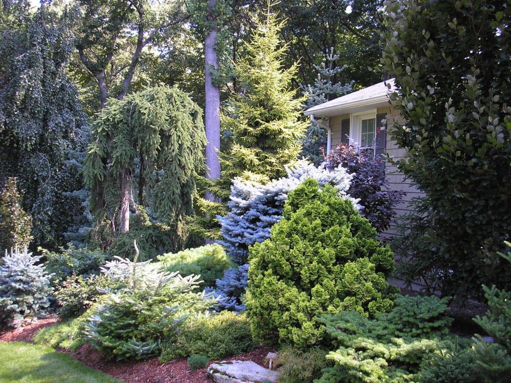 Tree & Shrub Planting in Simsbury example 2