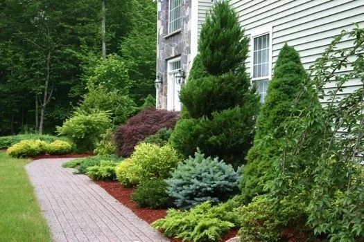 Tree & Shrub Planting in Simsbury example 9